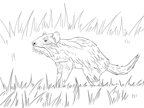 Tasmanian Devil Coloring Page